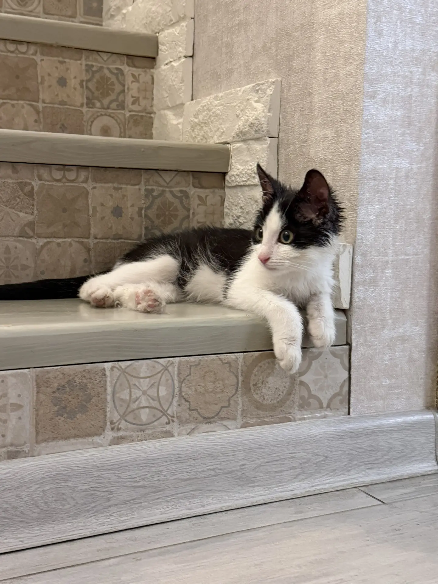😺МАЛЕНЬКИЙ МУРЧАЩИЙ ТРАКТОР ИЩЕТ СЕМЬЮ!