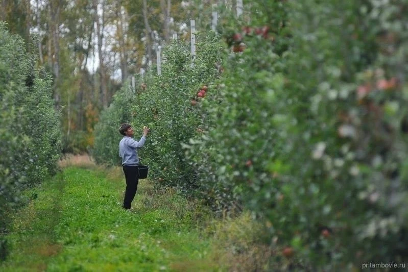 🍏 В регионе в 2026 году заложат более 300 гектаров садов