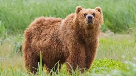 Медведей заметили в Сарове и у села Великовское в Нижегородской области
