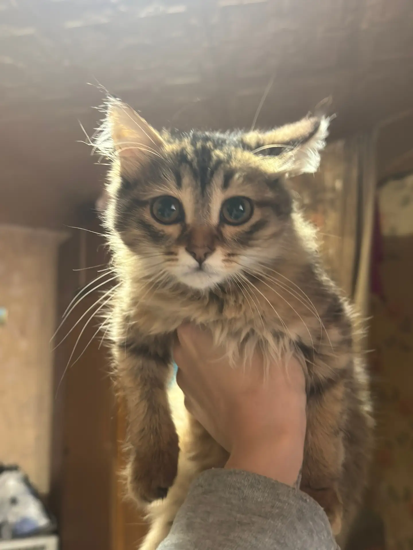 Нашли котенка на улице, была повреждена лапка и разбита мордочка, полностью вылечили, н...