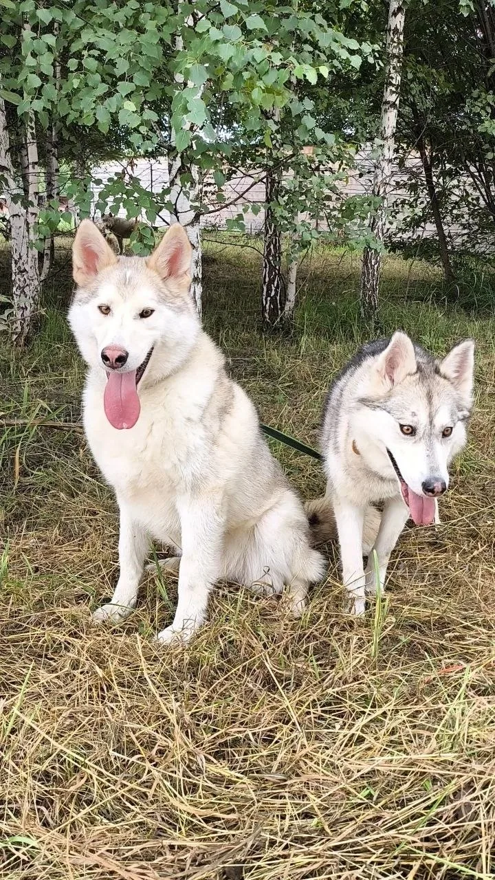 💫Шикарной парочке💞 Эльзе и Манулу подарки🎁ошейники дуэты🐾💞от Упряжки , подарки уех...
