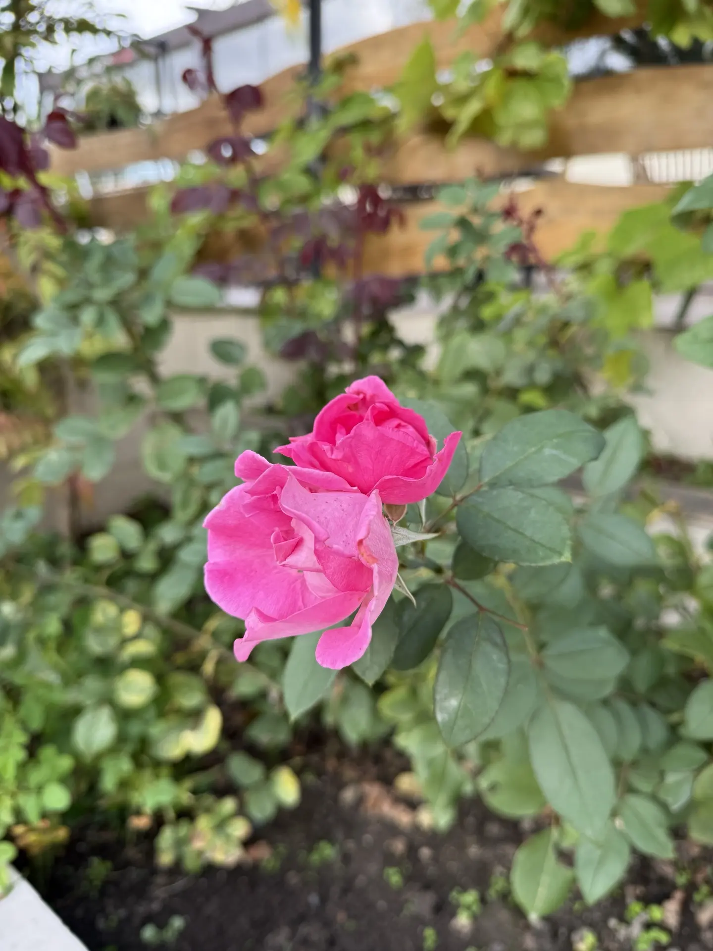 Немного октябрьского солнца и цветов из Адлера 🌸☀️