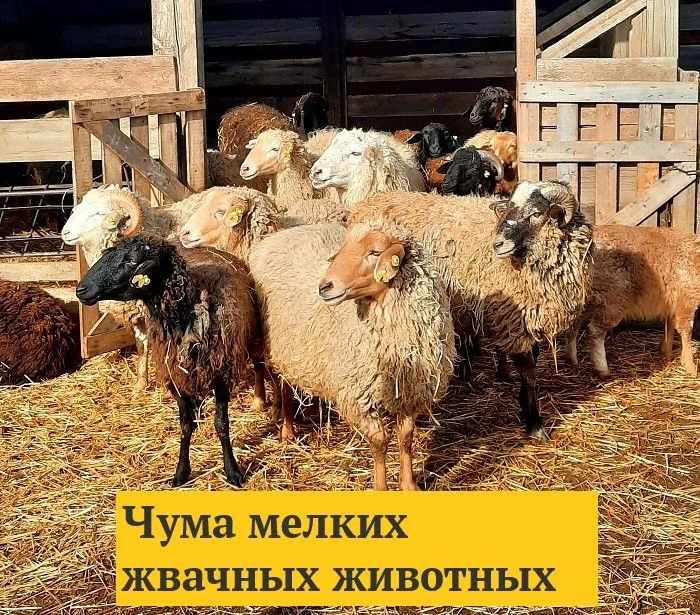 Чума мелких животных – остро протекающая, высоко контагиозная болезнь овец и коз, харак...