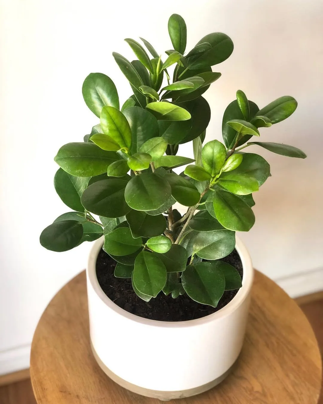 🌿 Фикус микрокарпа "Moclame" ❤️