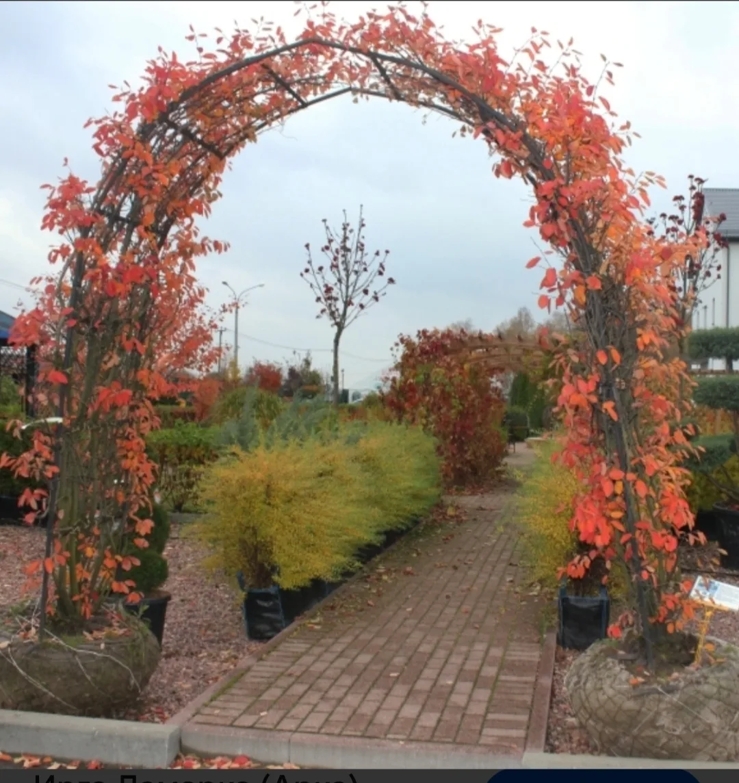 🍂Ирга Ламарка🍂