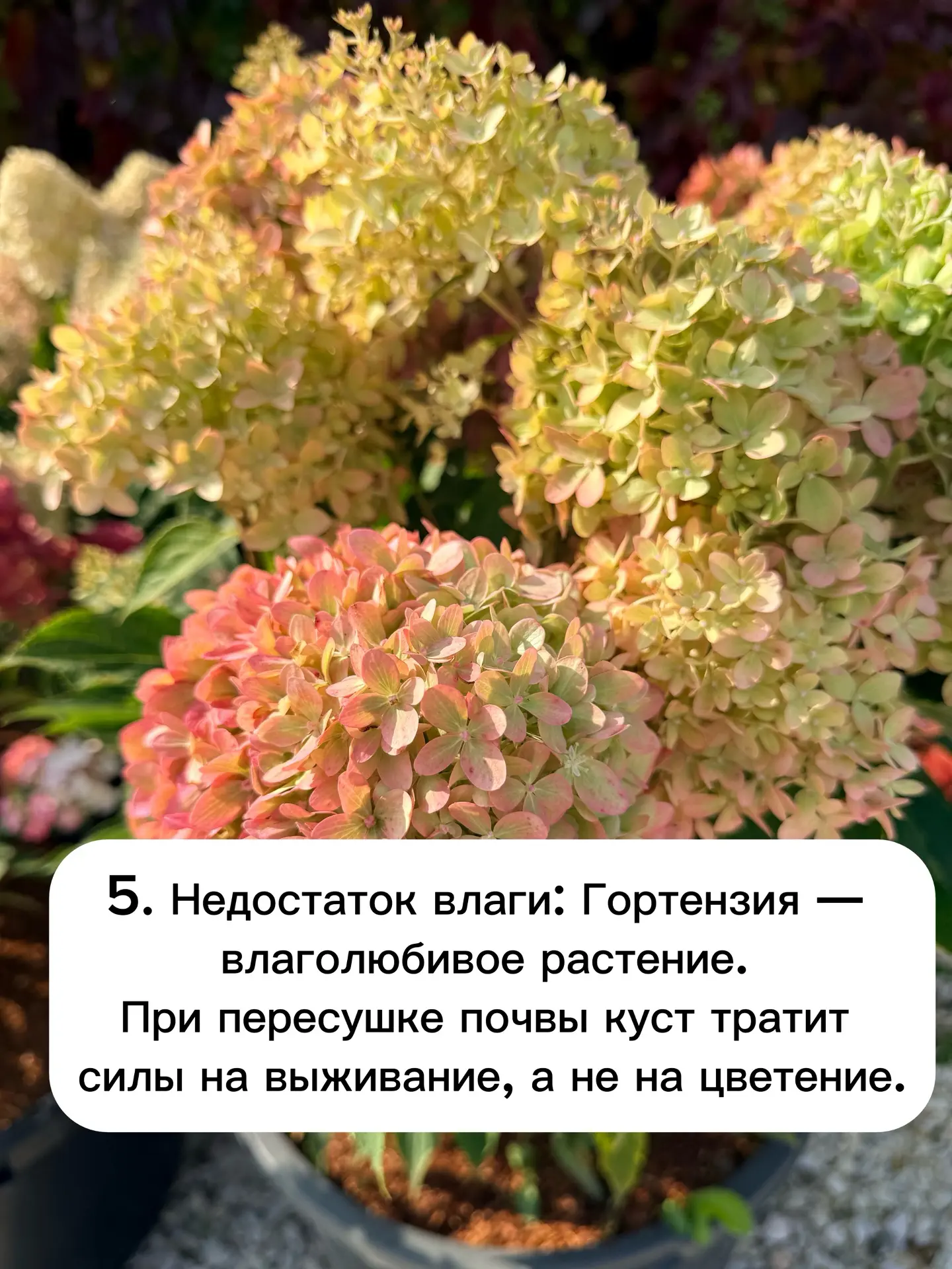 «5 причин, почему ваша гортензия не цветет»