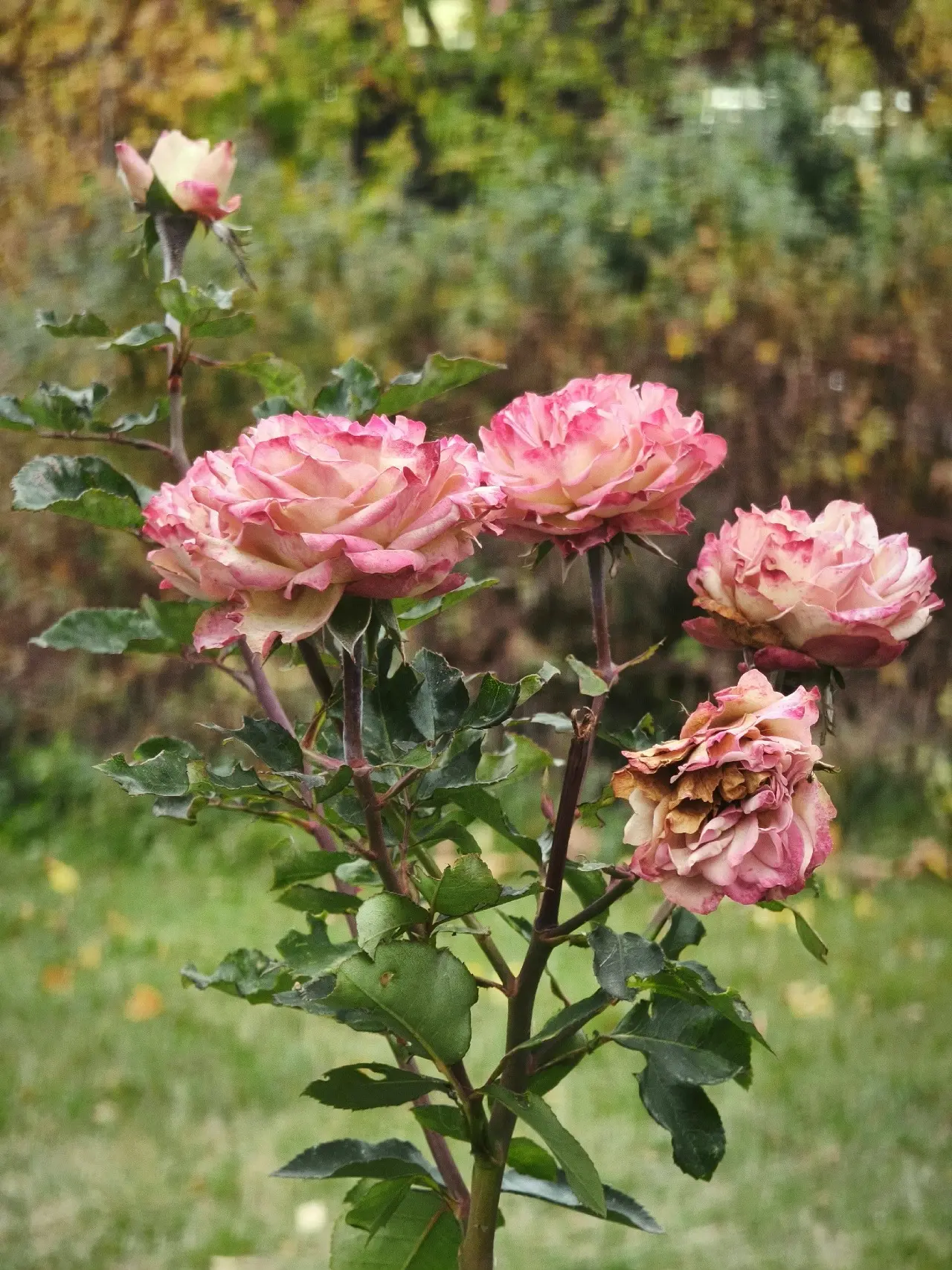 Октябрьские розы на Лесном🌹