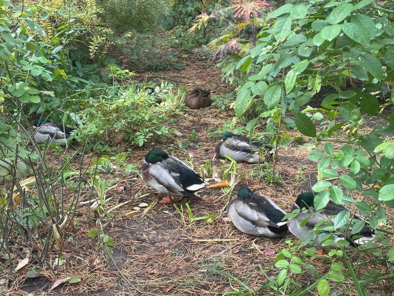 🦆 Новосибирские уточки для поднятия настроения перед сном