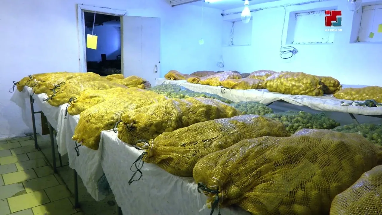 🥔 В Марий Эл собрали новый урожай картофеля из пробирки
