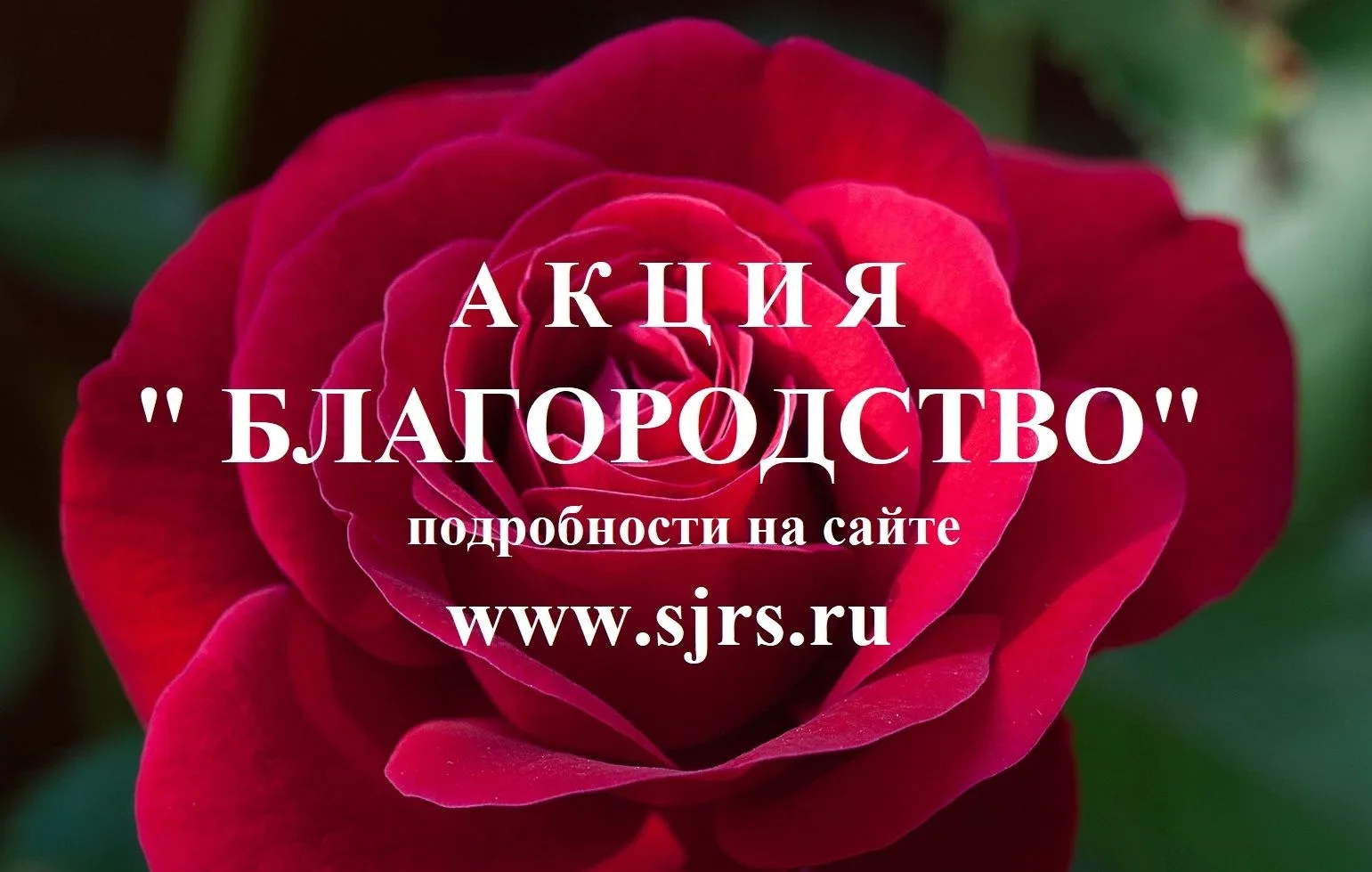 В Самарской области стартовала XXIХ областная общественная Акция «Благородство». Уникал...