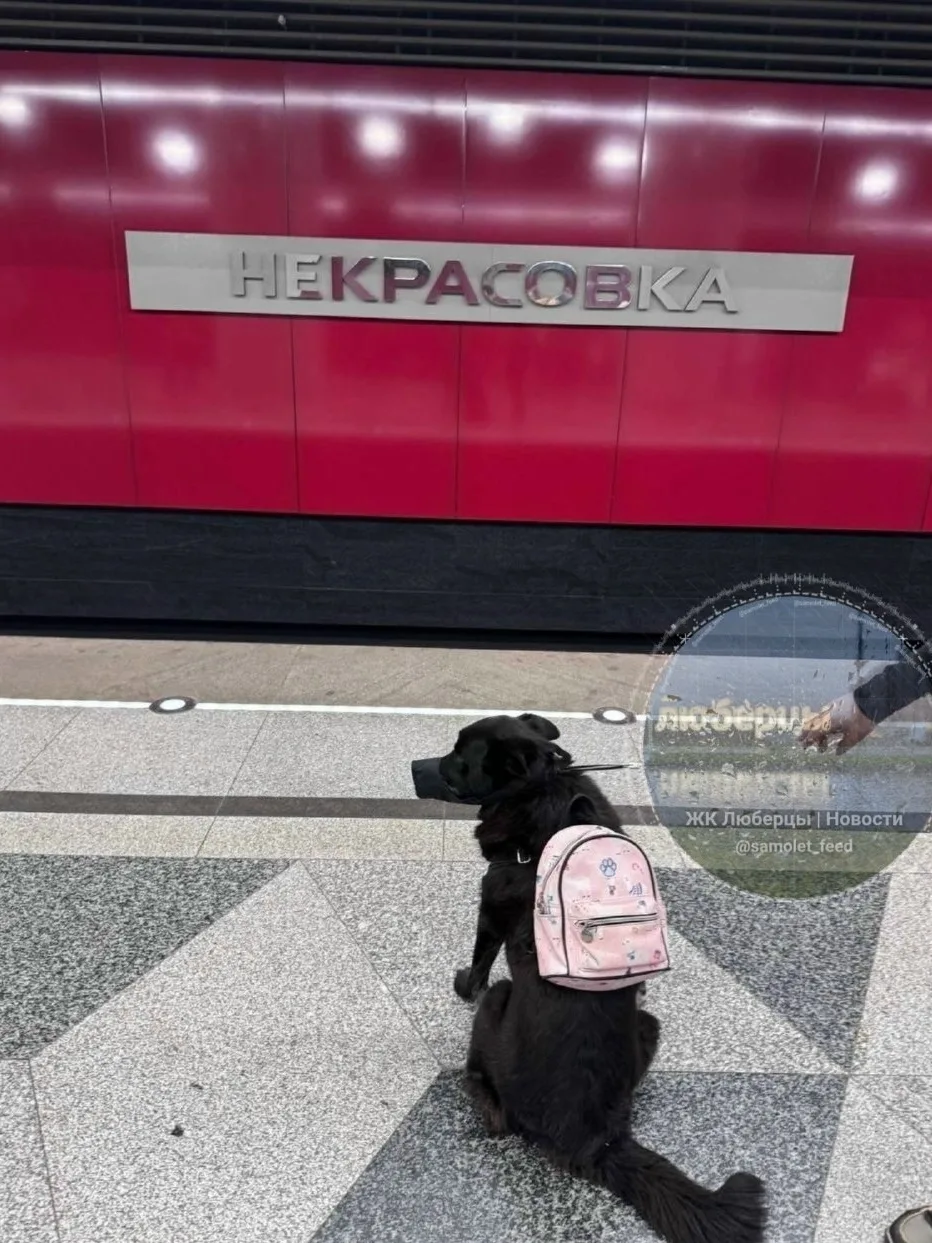 Собаку с рюкзаком за плечами заметили на платформе станции метро Некрасовка