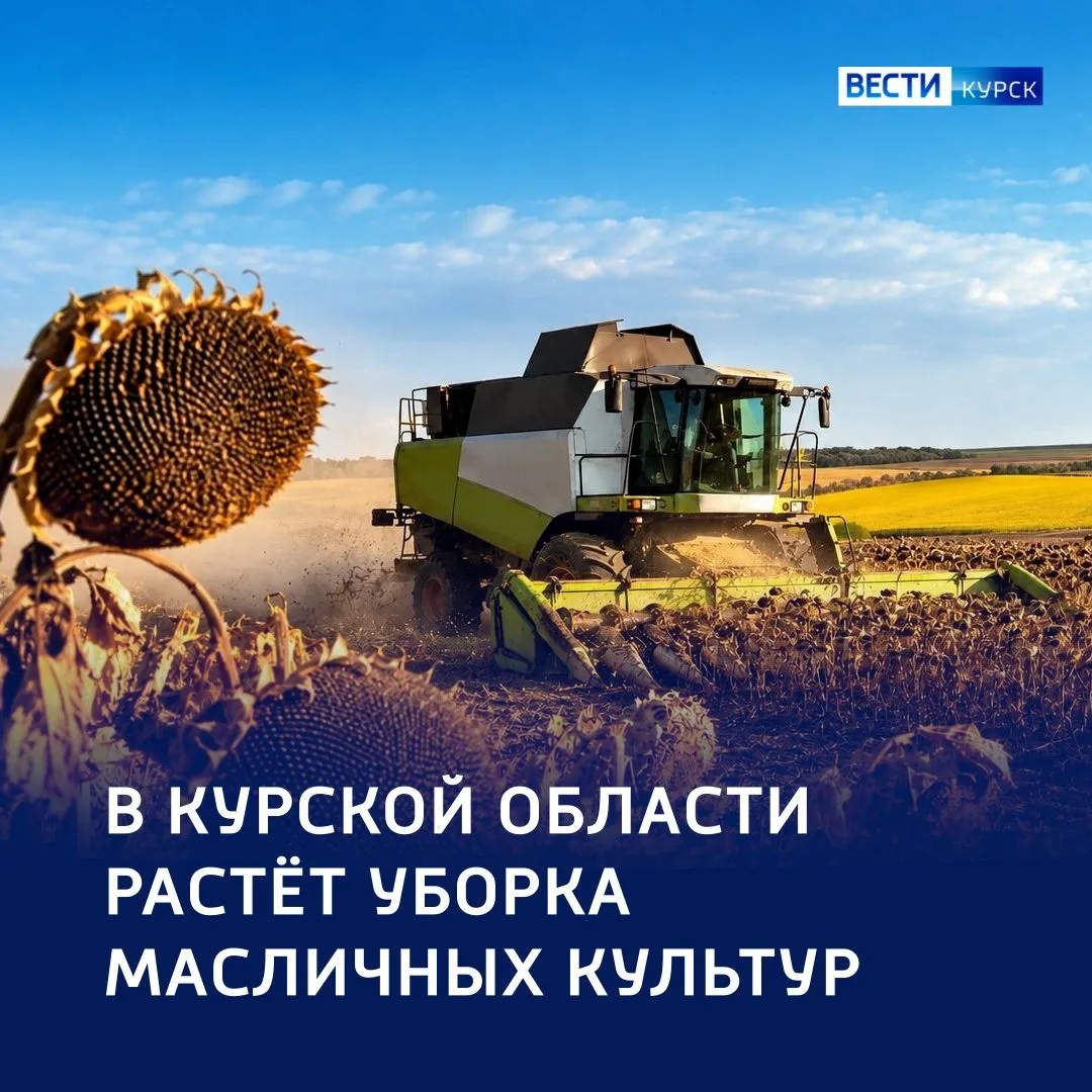 🌾 Аграрный рывок: в регионе существенно увеличили уборку масличных культур