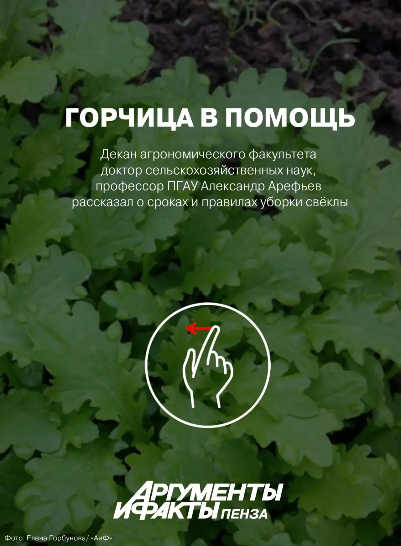 🌱Вот и наступил момент, когда дачный участок освободился от овощей. Однако для многих ...