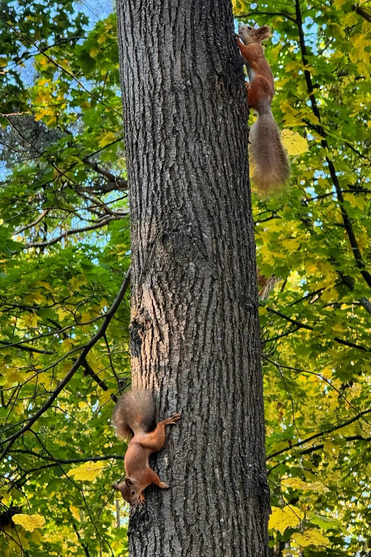 🐿 Белки в парке Победы.