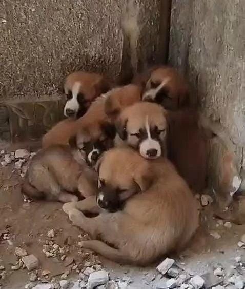 Семеро из Фокино
