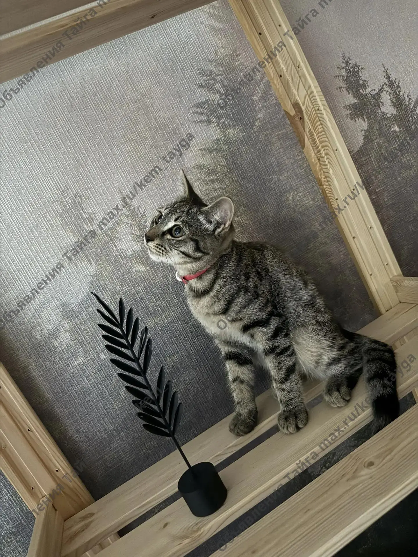 Отдам красавчика 🐈‍⬛,лоток знает давно,рожден 12 июня 🇷🇺,мальчик. Ошейник одет,перио...