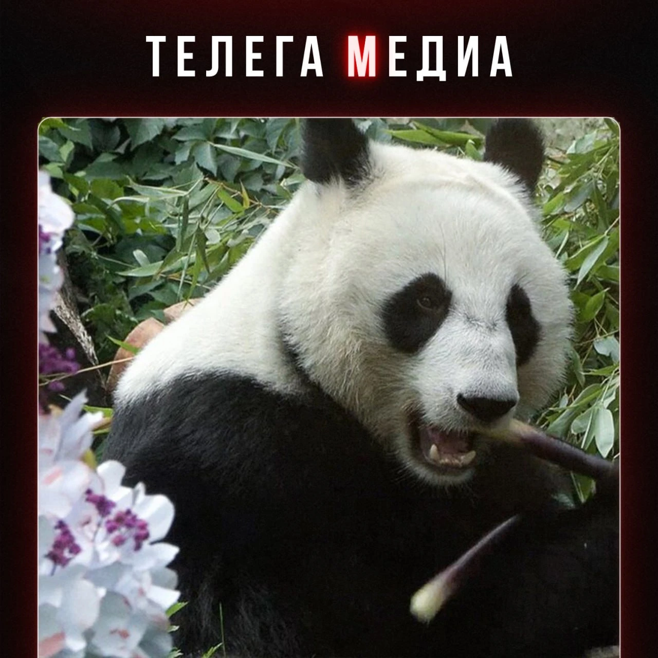 Как быстро растут чужие дети