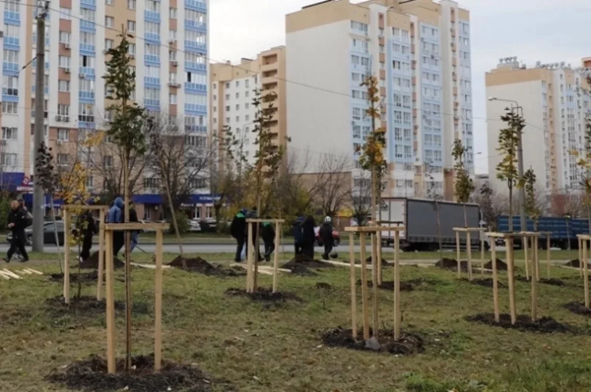 🍁Более 50 кленов высадили в Пензе на улице Тернопольской