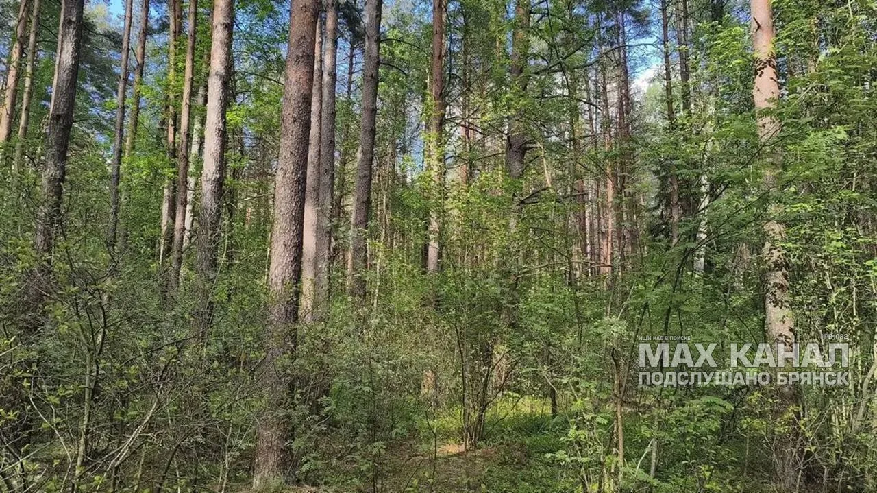 В приграничных лесах обнаруживают мины, сообщает РБК