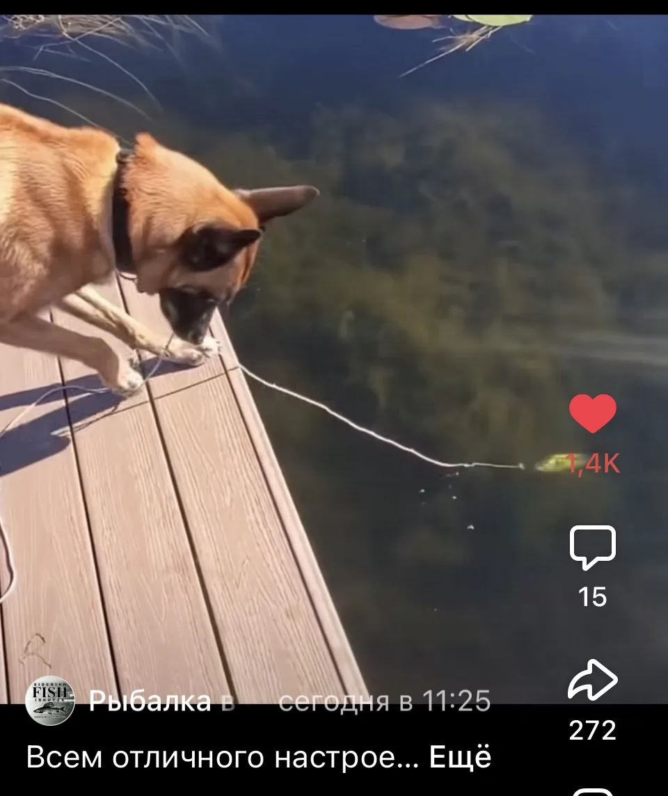 https://vk.ru/clip-67827278_456245094