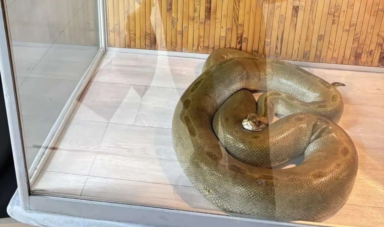 🐍🪱🌇Владимирские удавы уехали покорять Москву