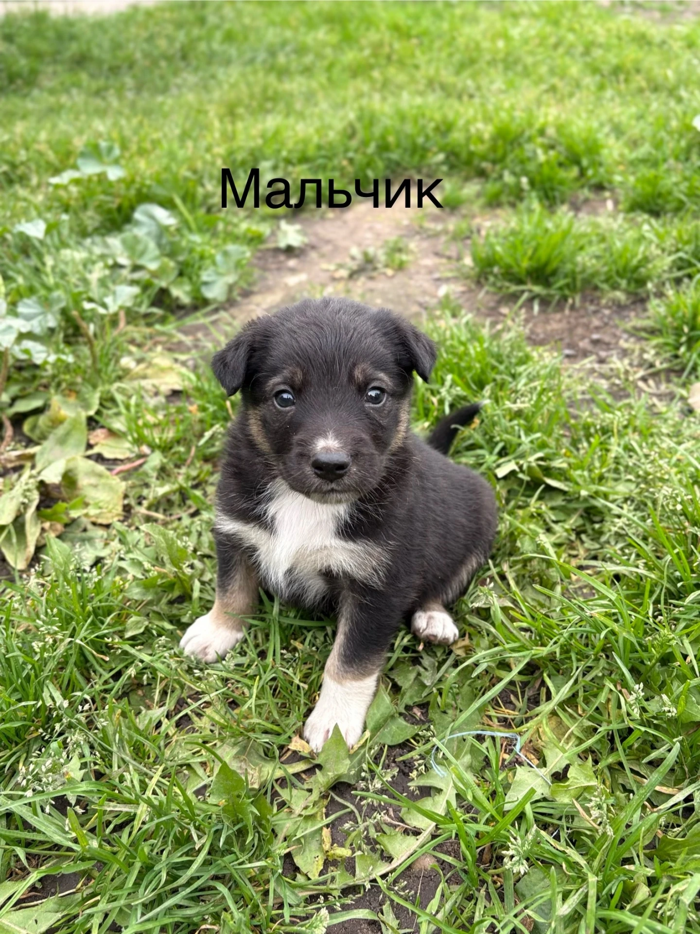 Помогите найти дом малышам🙏🙏🙏