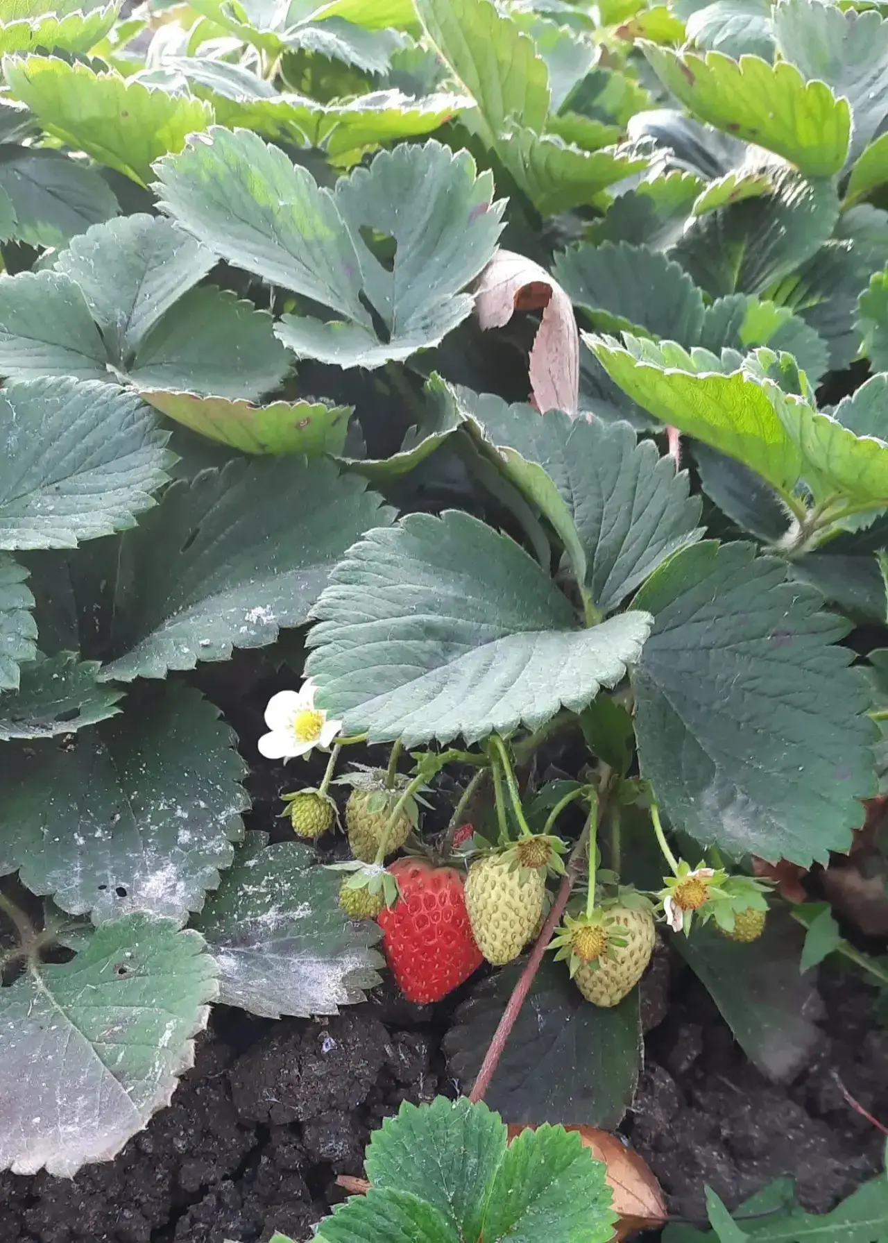 Дачи Пески. Октябрьский урожай клубники 🍓