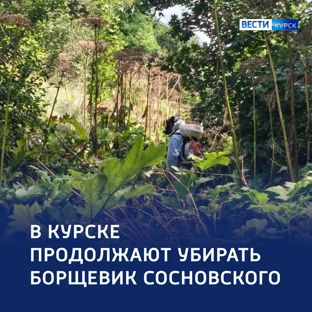 🔷 Территория без борщевика: итоги борьбы с сорняком