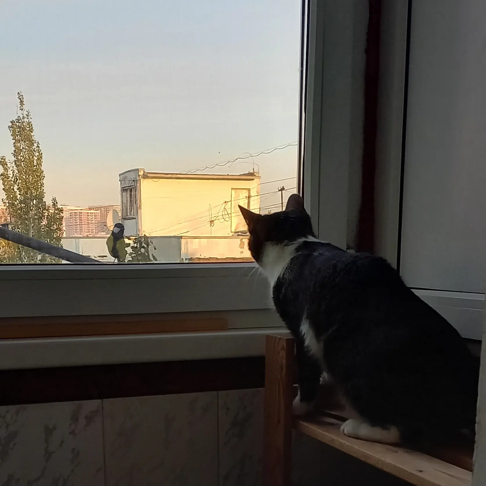 Говорила Тюпа птичке: