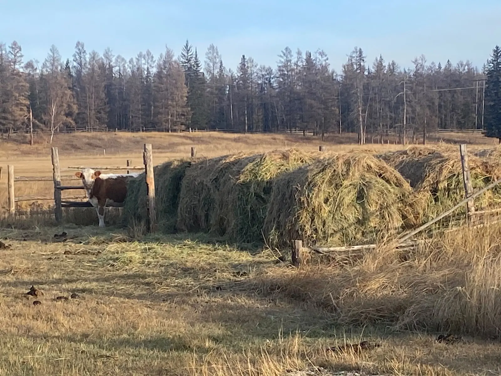 Замечательный подписчик @pryanayayakutia: