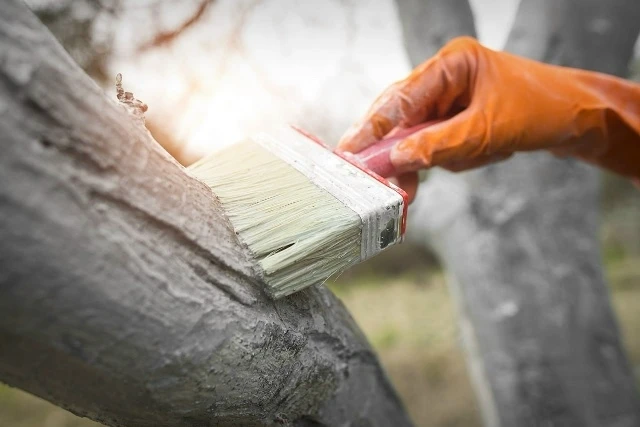 Рецепты садовых белил🌳