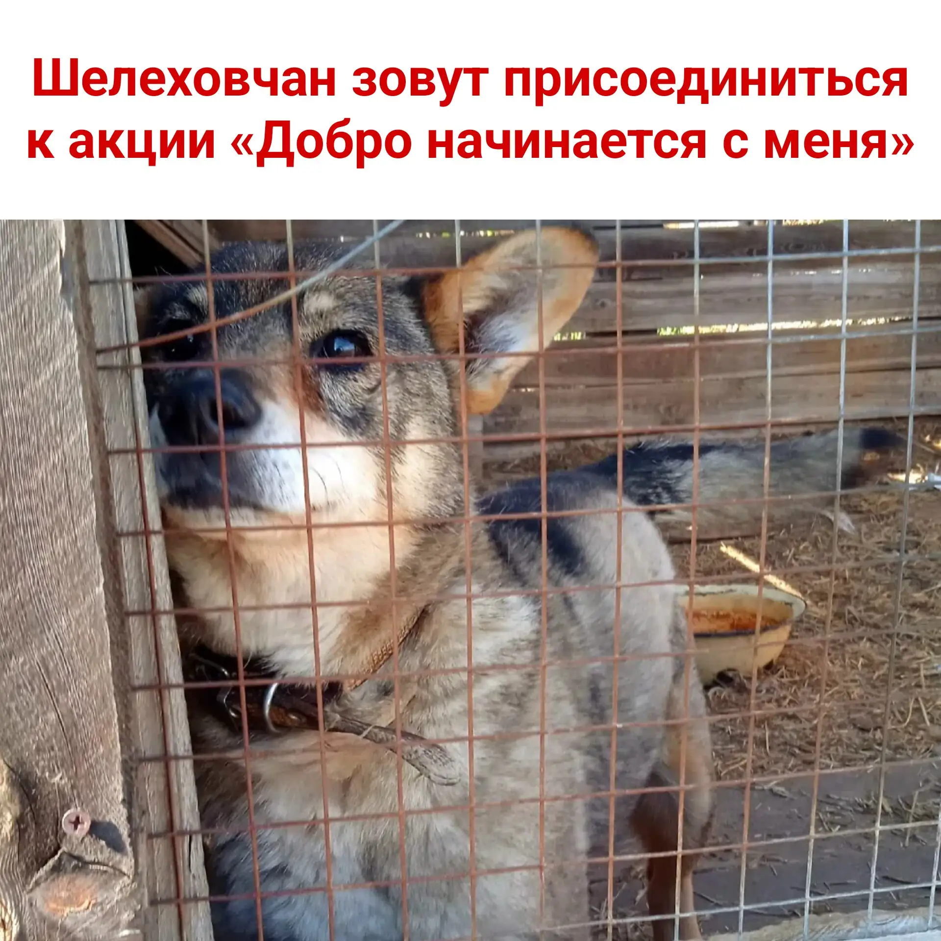🐶 Шелеховчан зовут присоединиться к акции «Добро начинается с меня»