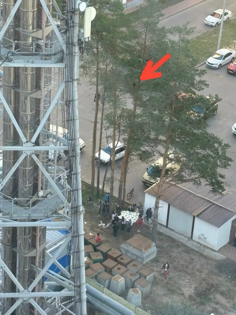 🥺 Операция по спасению кота, застрявшего высоко на дереве, проходит в Боровом