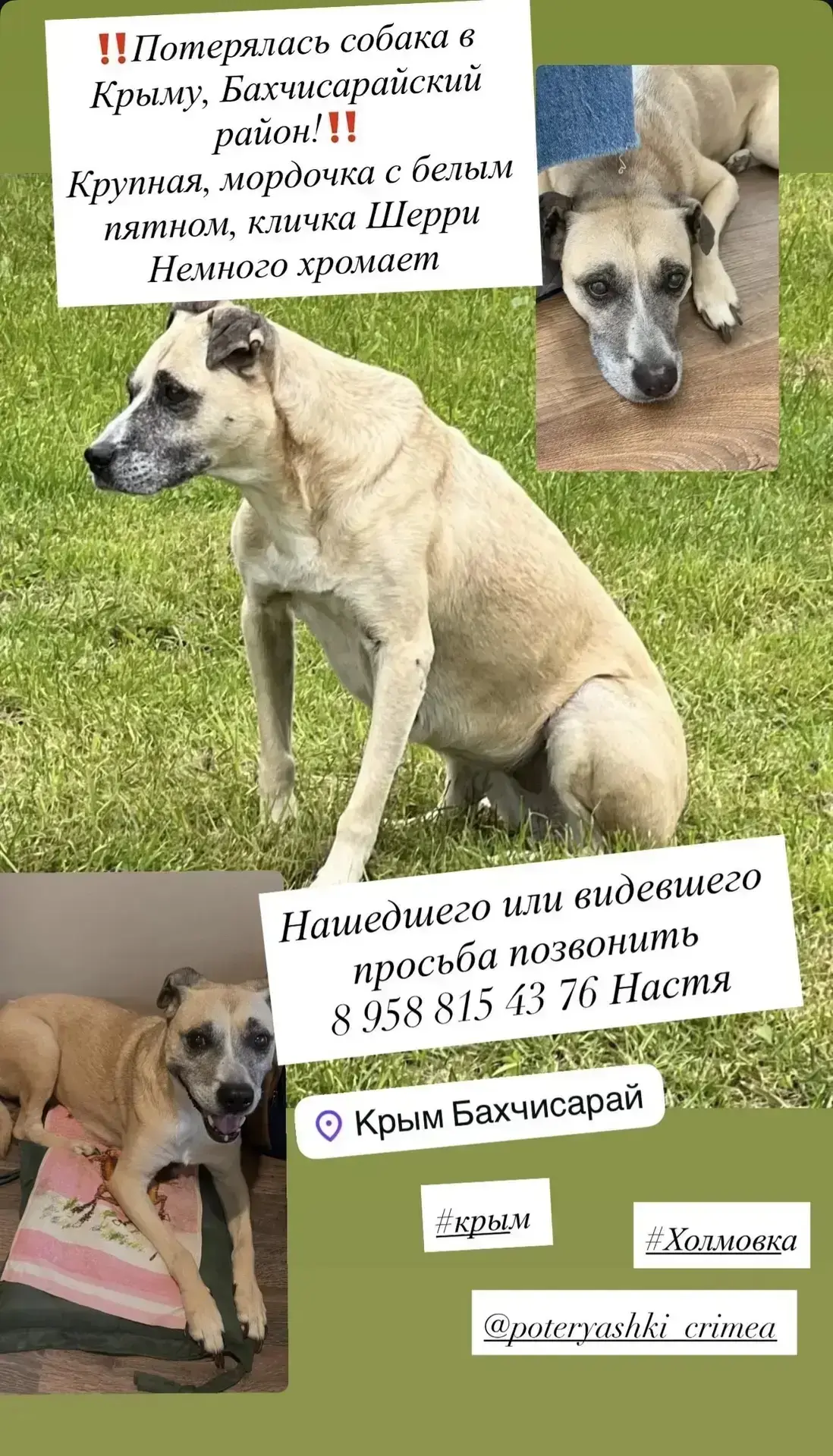 Добрый день! Пропала наша собака, живет в Холмовке, на Комарова, девочка, вчера ее виде...