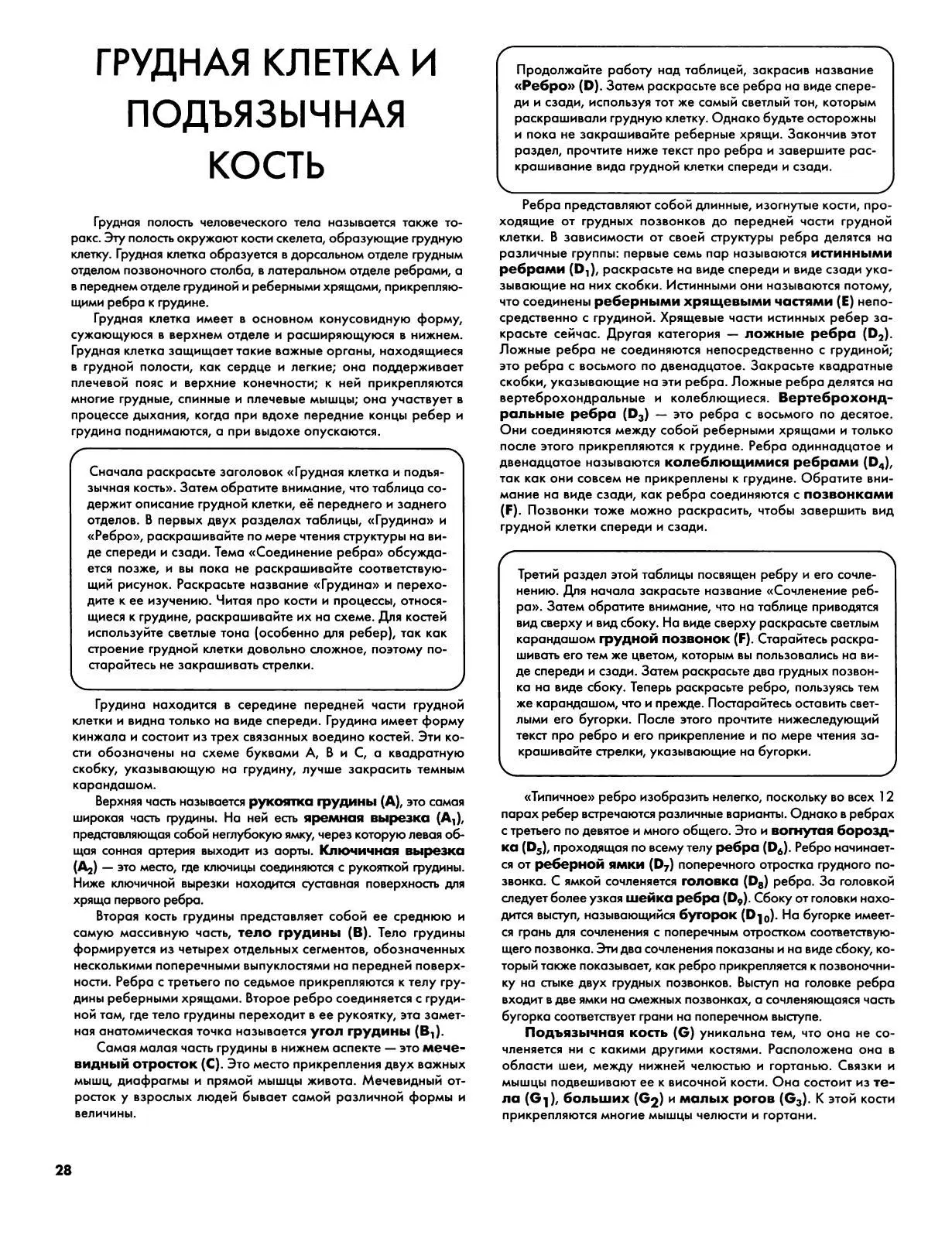 Грудная клетка и подъязычная кость