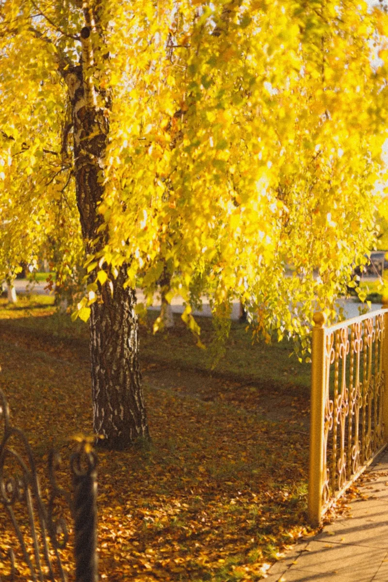 Осенний желтый подарок💛