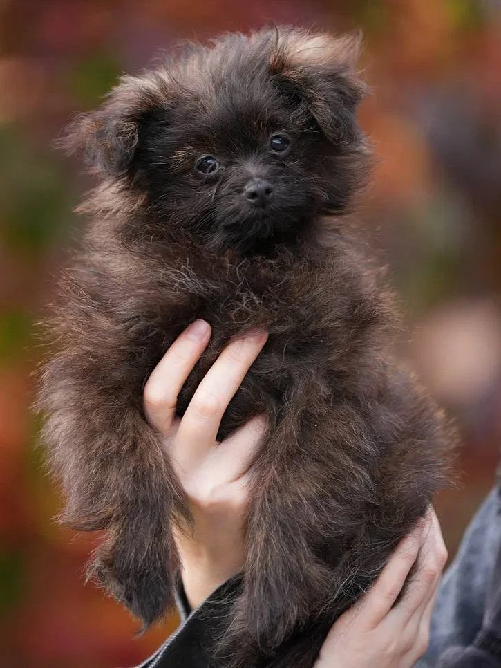Ищет дом крошка Ляська! 🐾