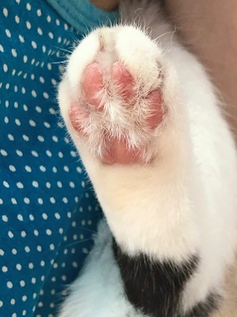 Кошачьей пятки вам в ленту и интересной информации!!! 🐾