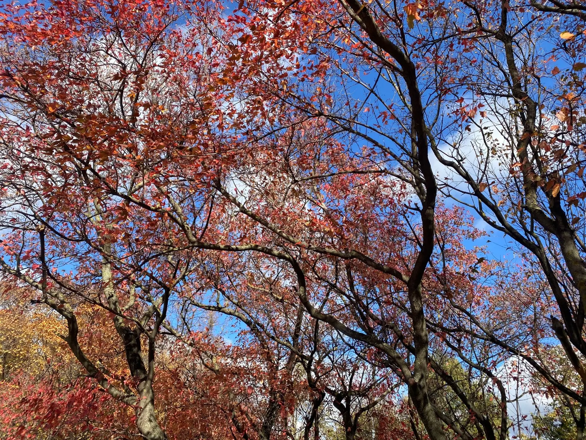 Осень в "Коломенском" — это отдельный вид искусства 🍂✨
