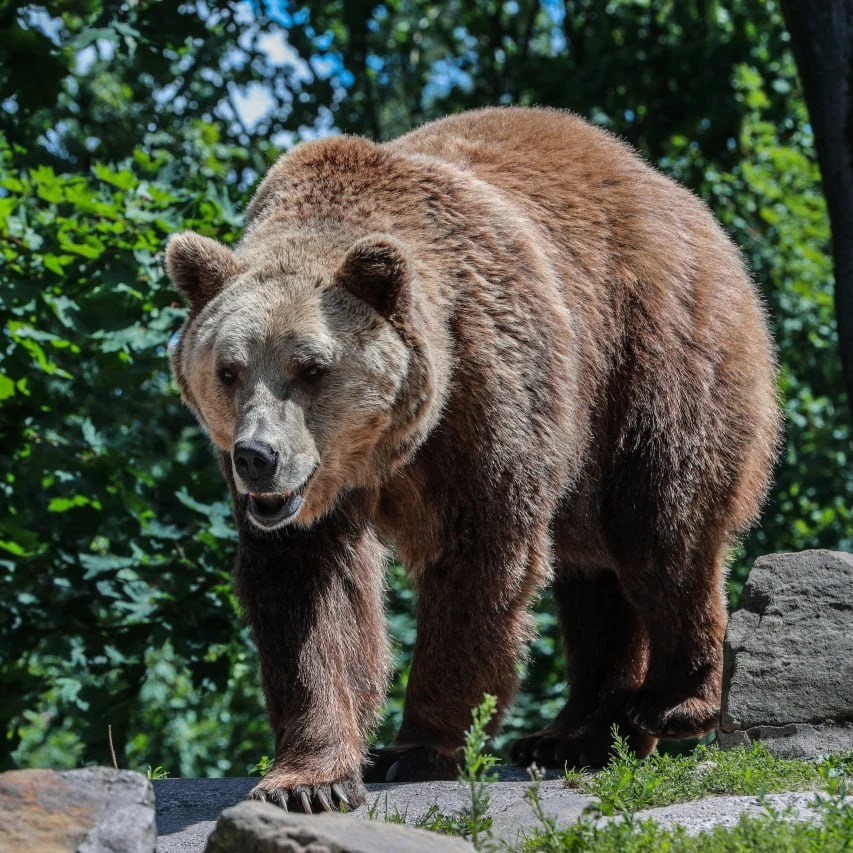 🐻В Красноярском крае ликвидировали больше тысячи медведей, представлявших угрозу людям...