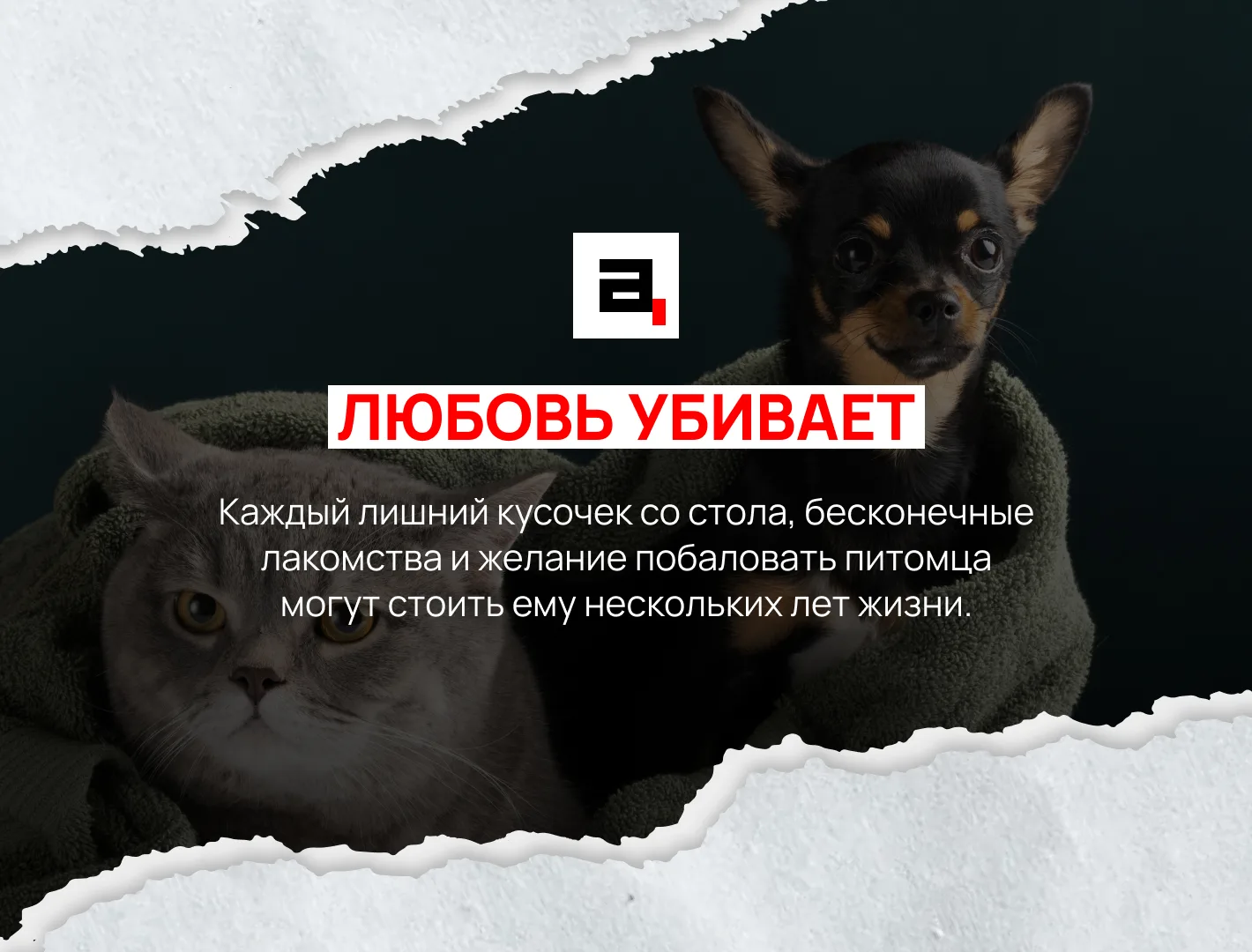Лишний вес может сократить жизнь собаки на 15%