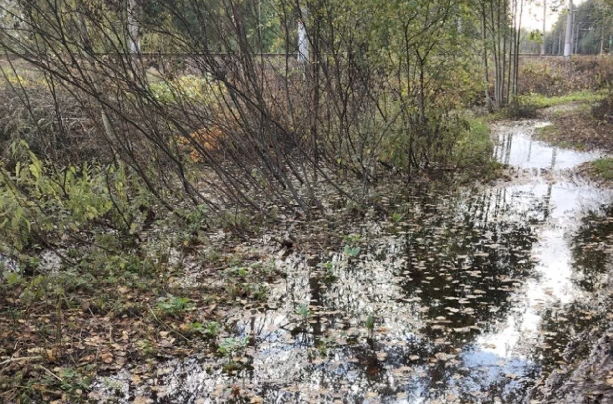 В микрорайоне Бернгардовка во Всеволожске уже несколько лет подтапливает пешеходную дор...
