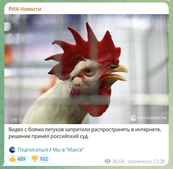 Петушиные бои запретили распространять в России — суд постановил, что такие видео тепер...