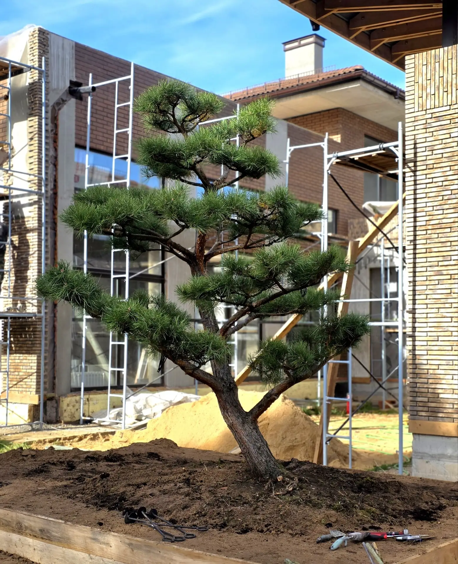 И для наглядности фотки "лица" дерева до и после выставления лап растяжками