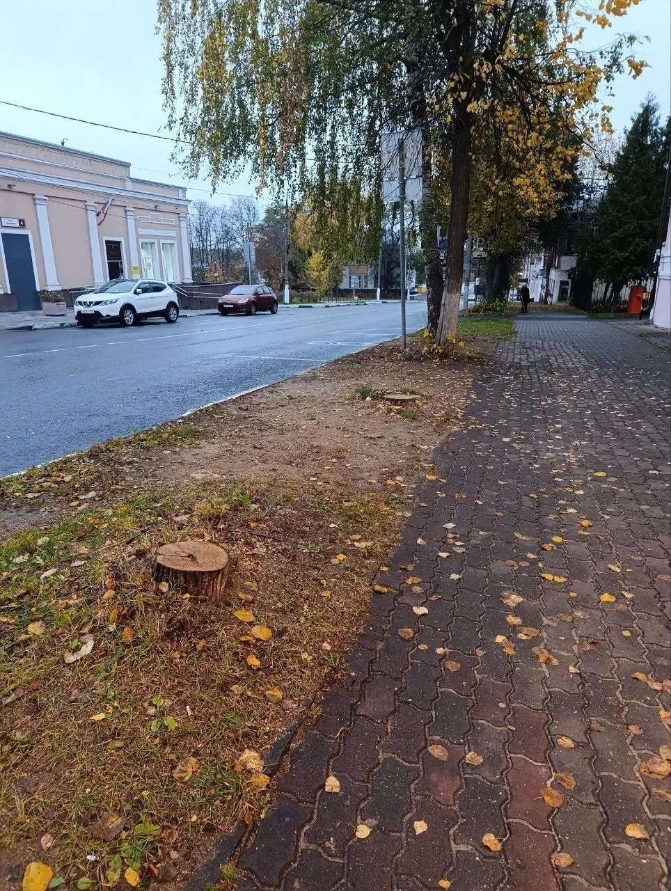 🌳 В центре Ногинска спиливают многолетние липы