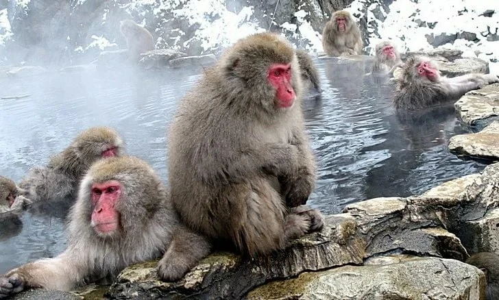 🐒🇯🇵 Дзигокудани, Япония