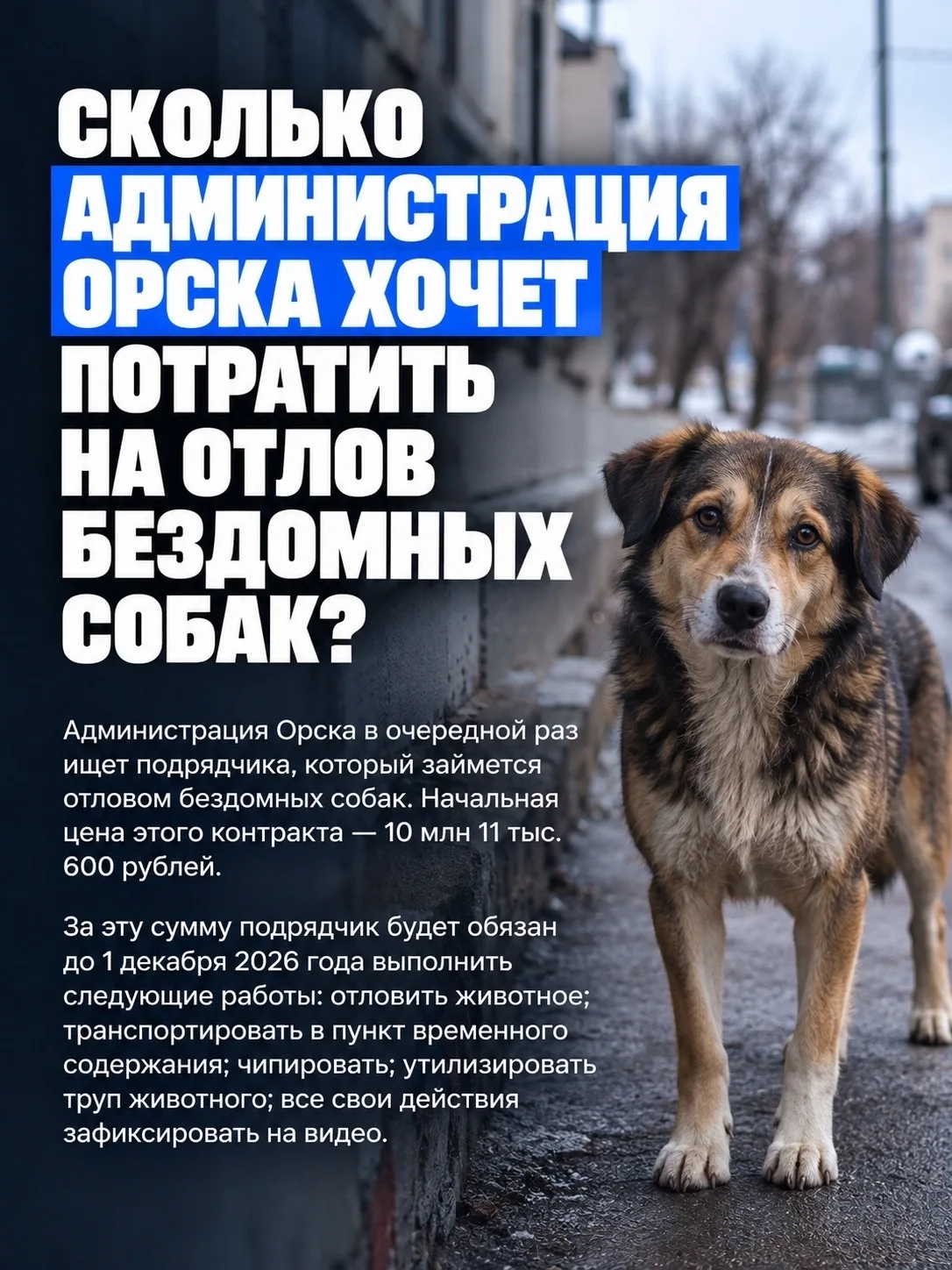 Сколько администрация Орска хочет потратить на отлов бездомных собак?