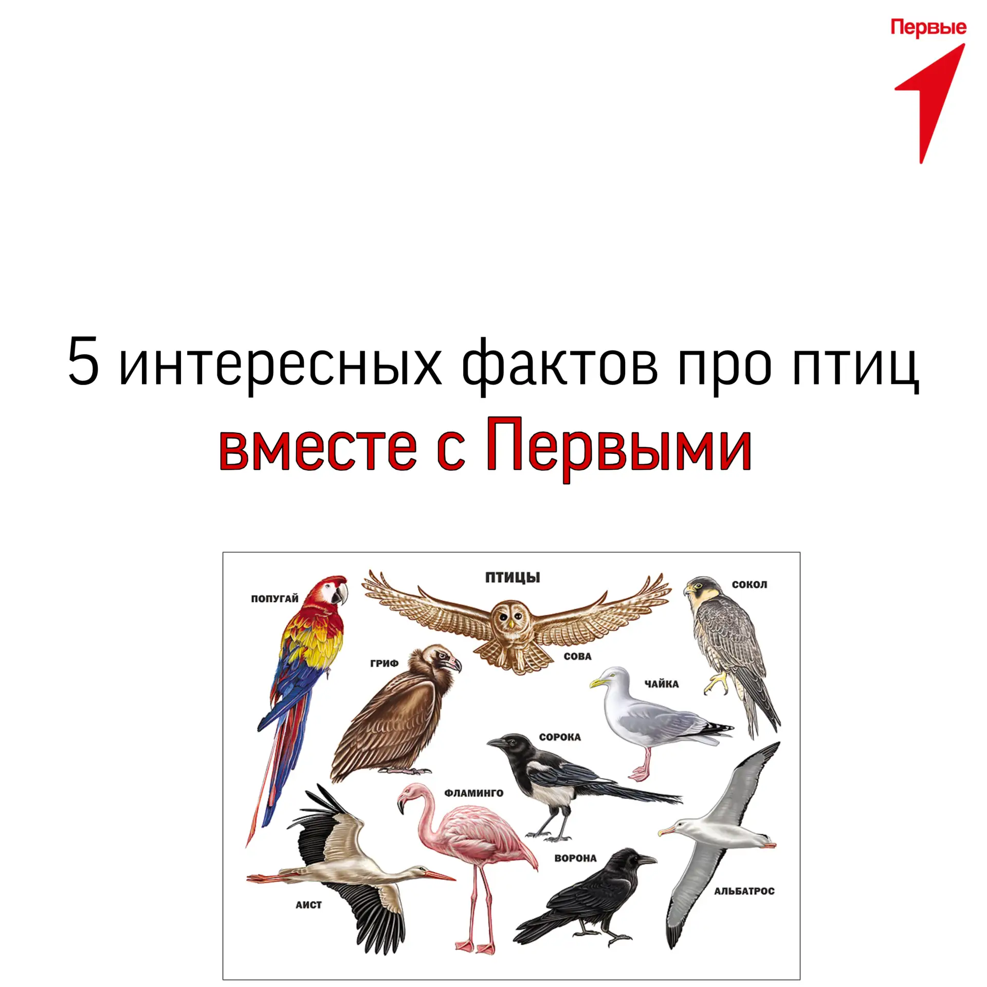 #ИнтересныеФактыПервых