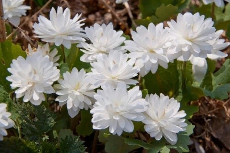 Сангвинария «Флоре Плено» «Flore Pleno»