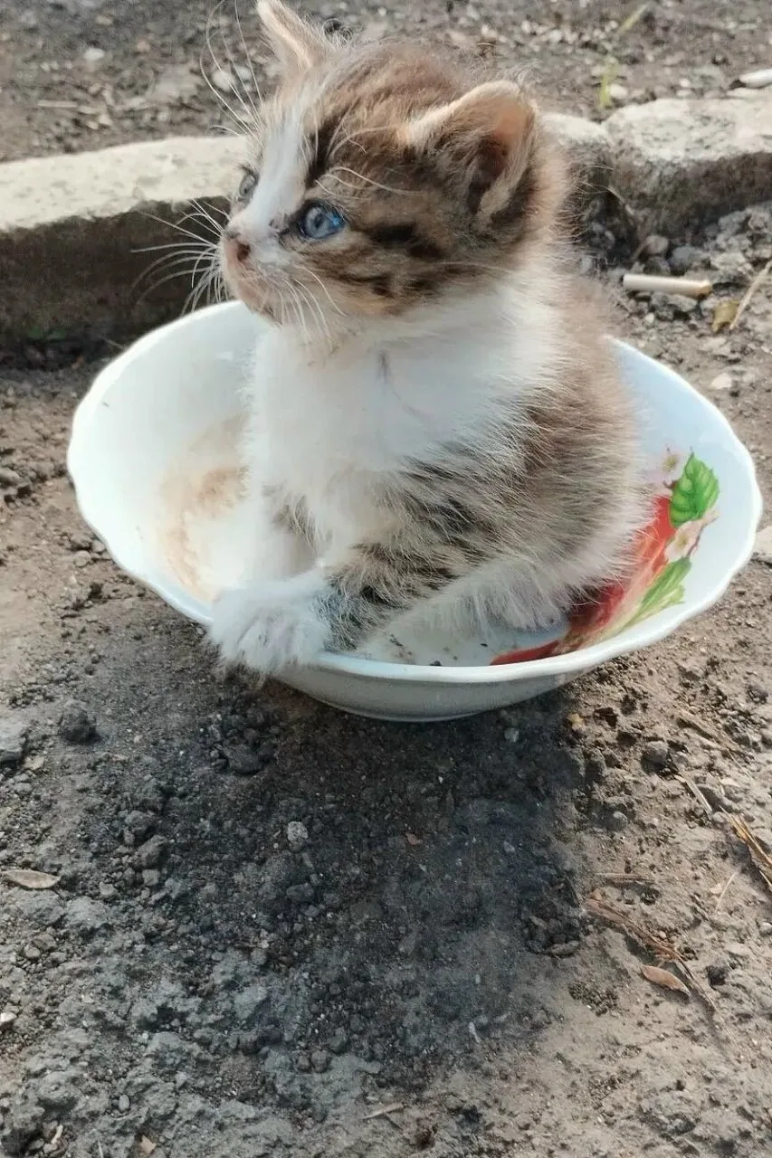 Отдам котят в добрые руки, Макеевка
